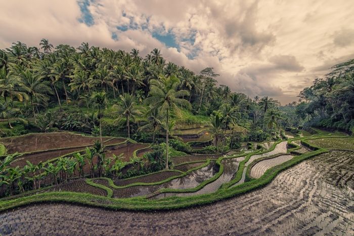 Bali countryside