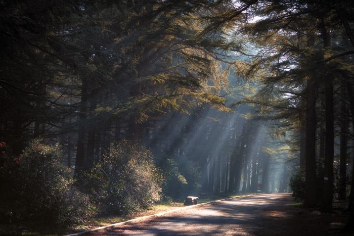 Lumière sur la forêt des cèdres