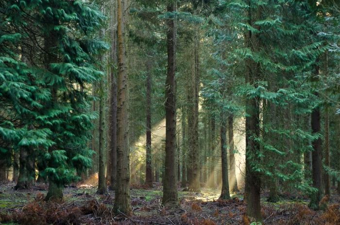 Into the woods