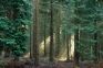 Into the woods