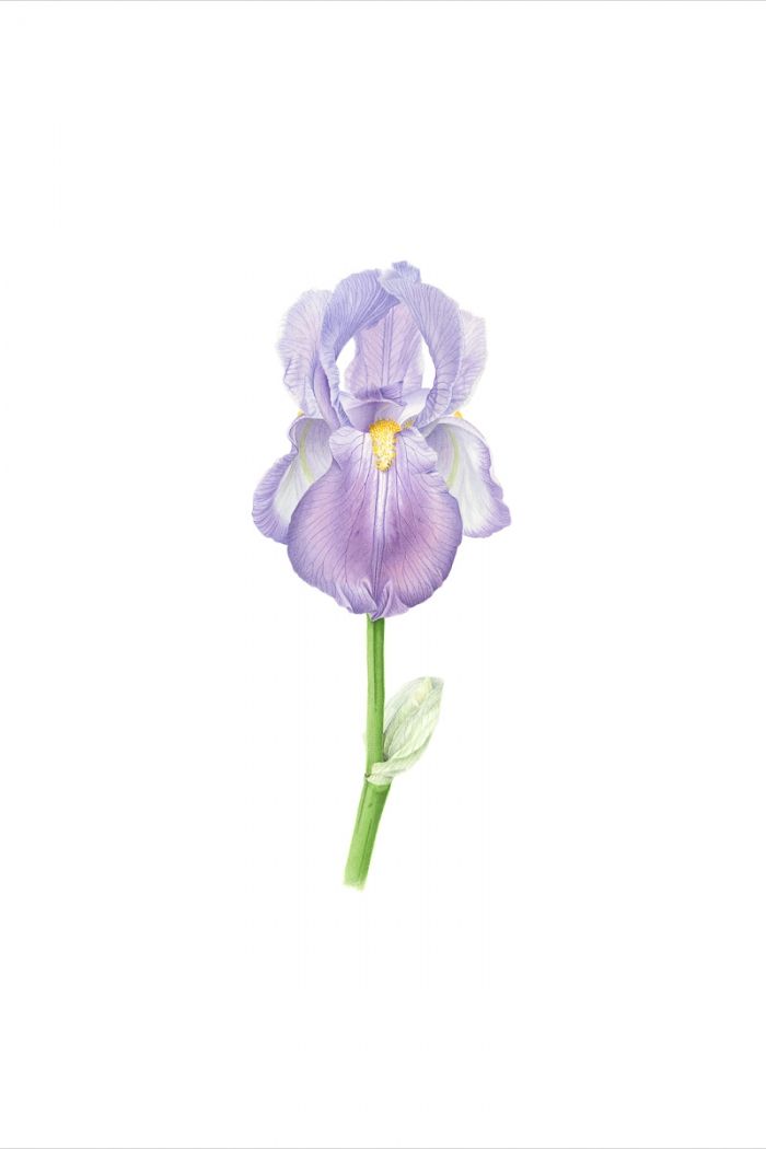 Iridaceae