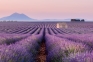 Champs de lavandes de Valensole