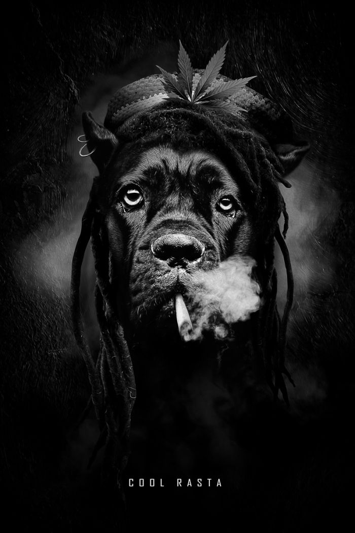 Cool Rasta