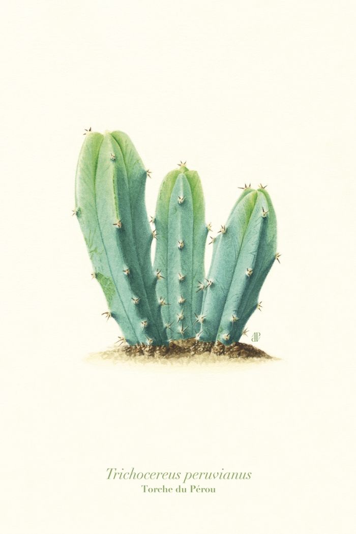 Cactus