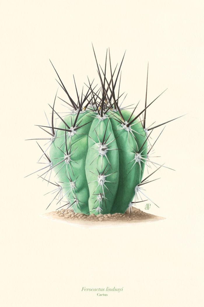 Cactus 2