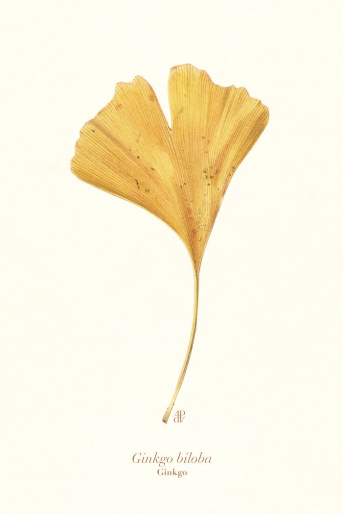 Ginkgo