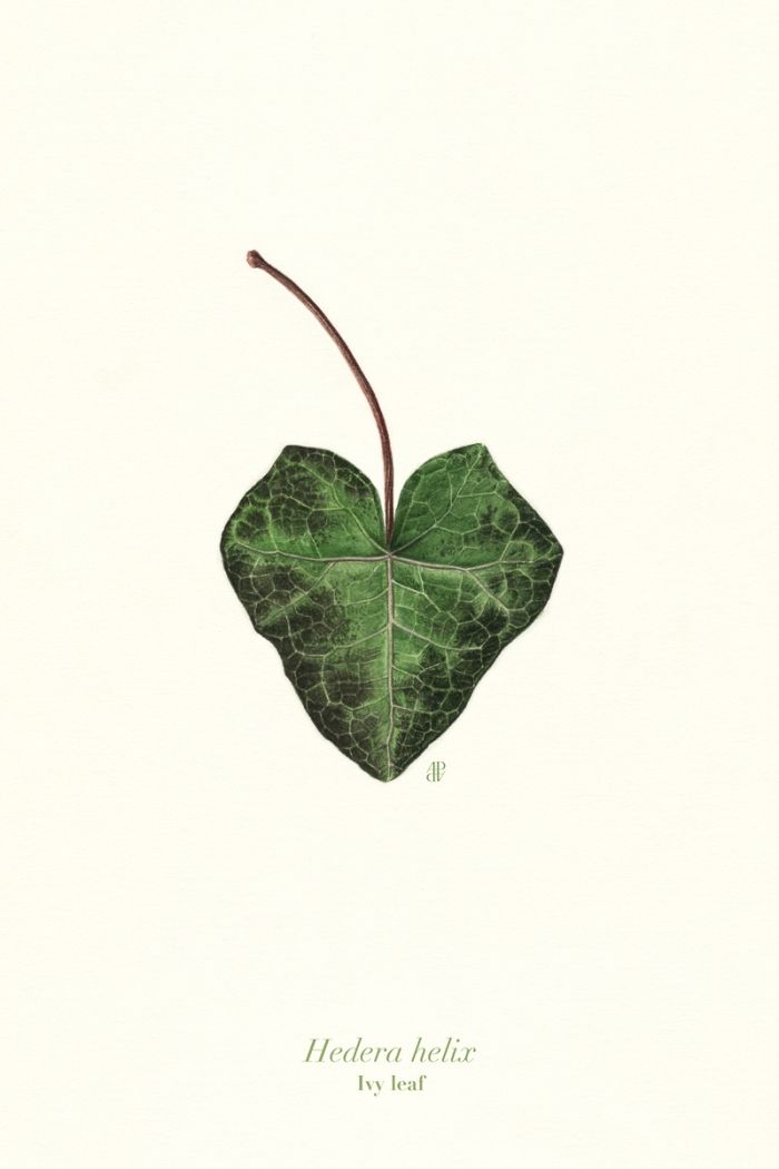 Ivy Leaf