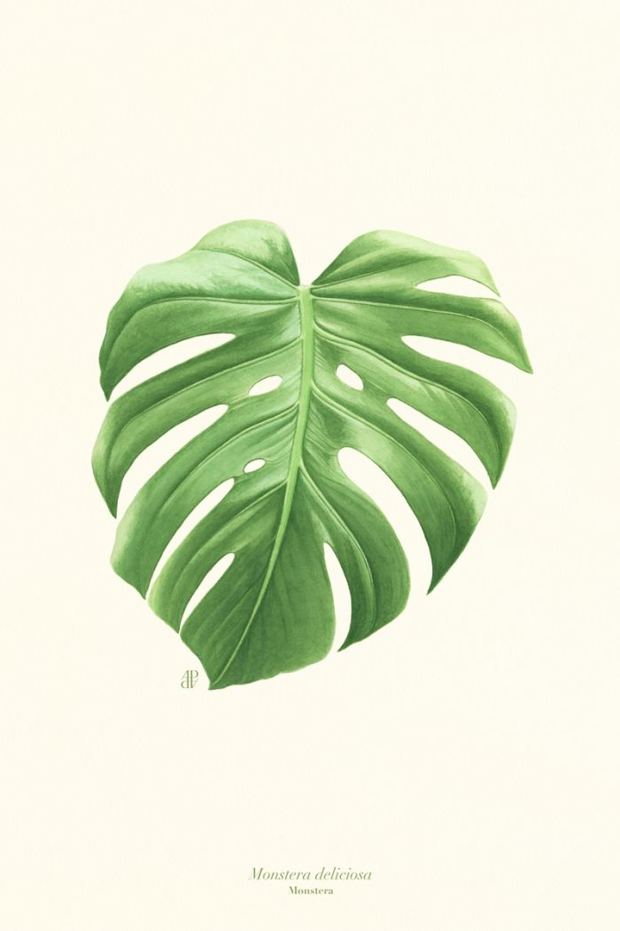 Monstera Deliciosa