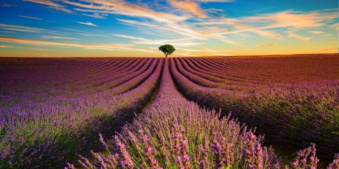 Lever de soleil sur Valensole