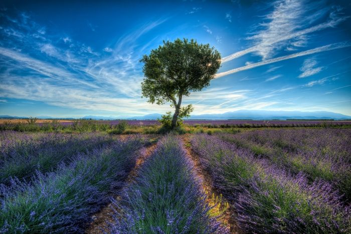 Valensole