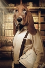 Chien Basset