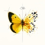 Papillon jaune