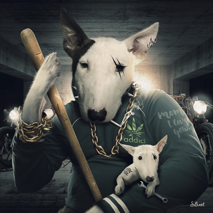 Bull Terrier