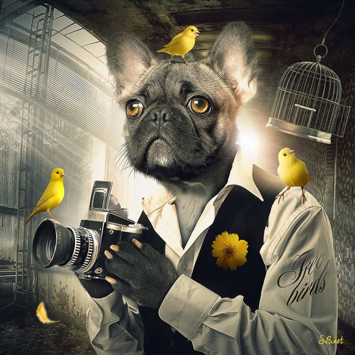 Chien Photographe