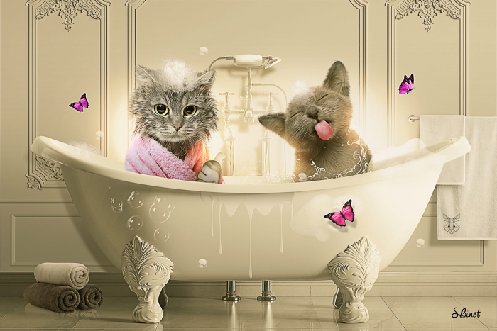 Chat Baignoire