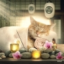 Chat Zen