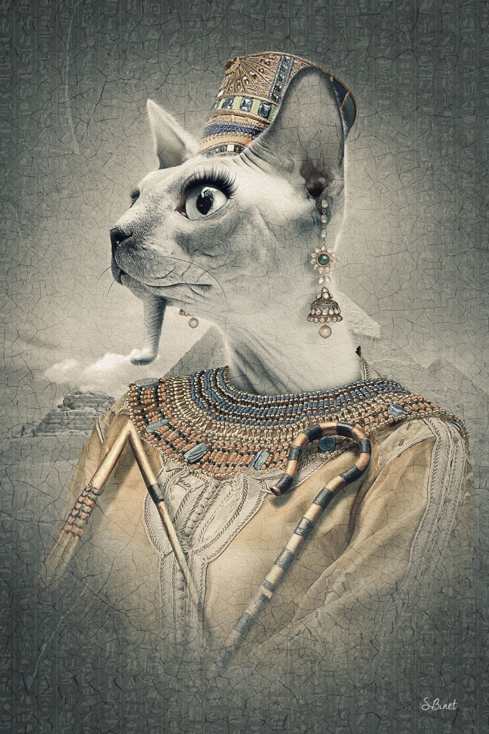 Chat Egypte