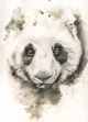 Sandrot - Archive Atelier - Panda