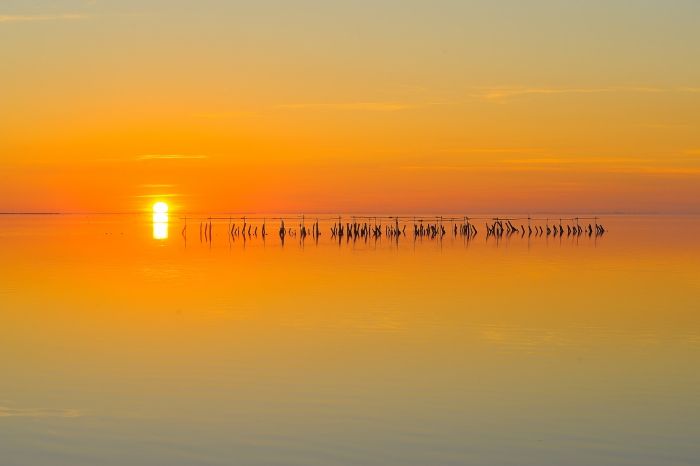 Soleil de Camargue